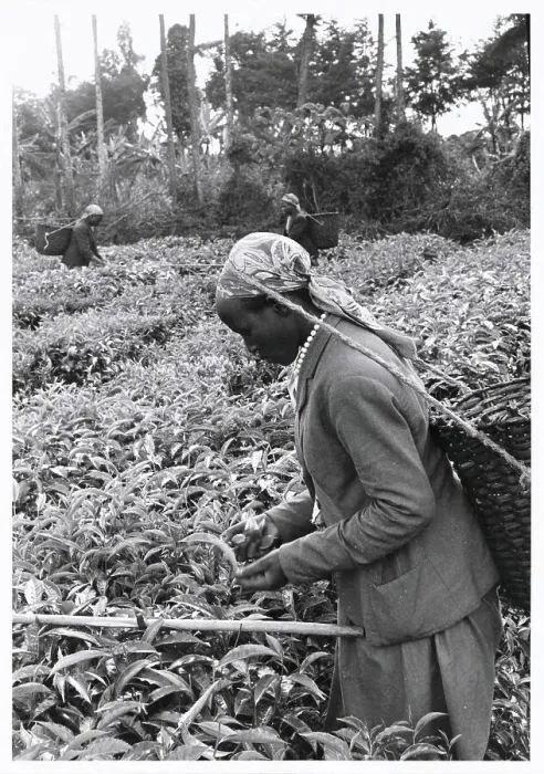 Framed Print : Woman Pruning Tea Shrubs Framed Print : Woman Pruning Tea Shrubs