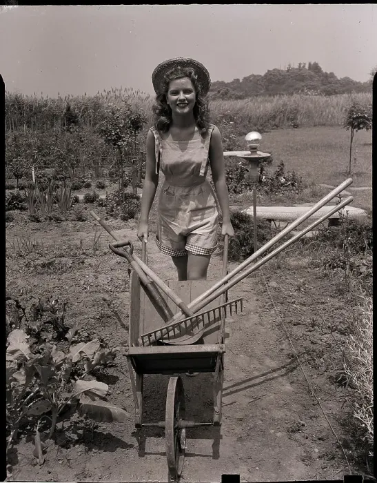 Framed Print : Woman Pushing Wheelbarrow in Garden Framed Print : Woman Pushing Wheelbarrow in Garden