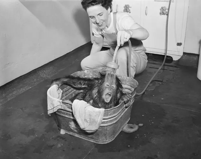 Framed Print : Woman Rinses Orangutan in Tub Framed Print : Woman Rinses Orangutan in Tub