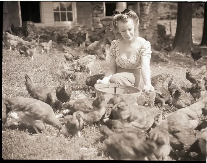 Framed Print : Woman Sits And Hand Feeds Chickens