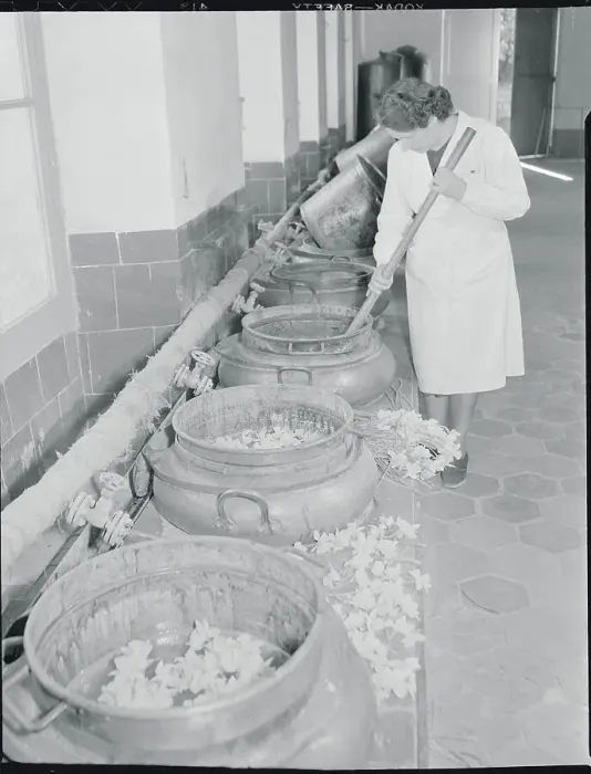 Framed Print : Woman Stirring Tubs of Daffodil Flowers Framed Print : Woman Stirring Tubs of Daffodil Flowers