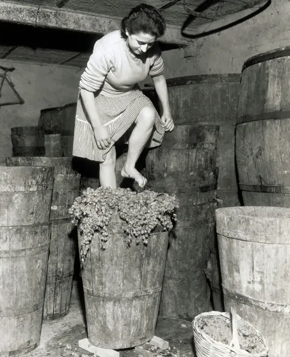 Framed Print : Woman Stomping Grapes Framed Print : Woman Stomping Grapes
