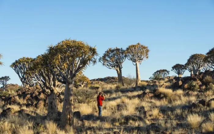 Framed Print : Woman taking photos of quiver trees, Karas Region, Namibia
