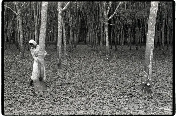 Framed Print : Woman Tapping Rubber Trees Framed Print : Woman Tapping Rubber Trees
