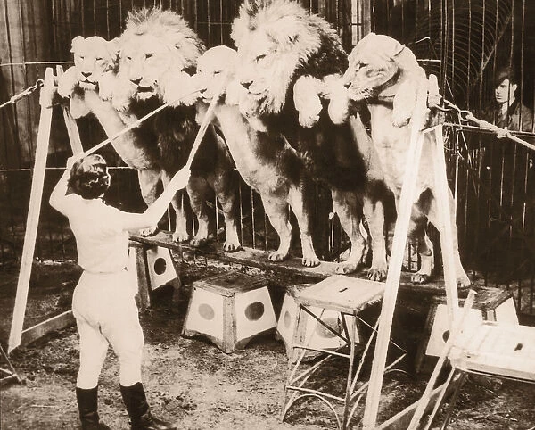 Woman training circus lions, rear view (B&W)