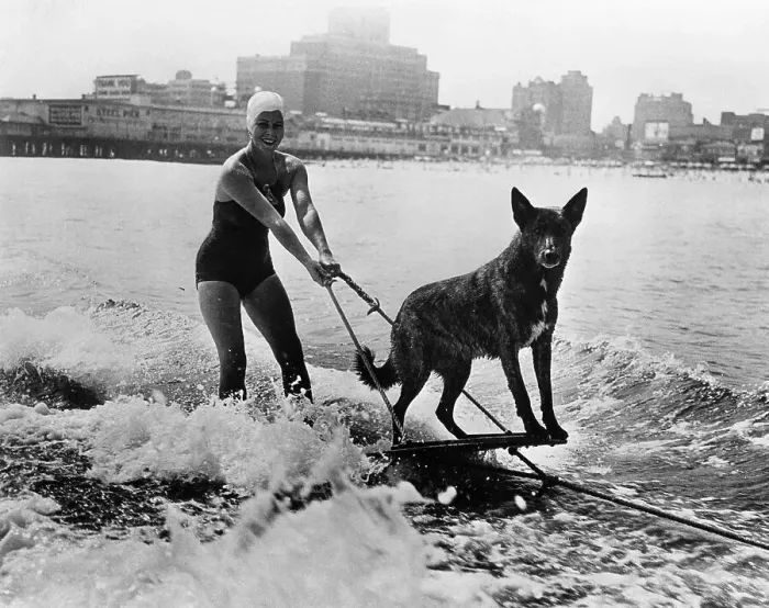 Framed Print : Woman water skiing with her dog Framed Print : Woman water skiing with her dog