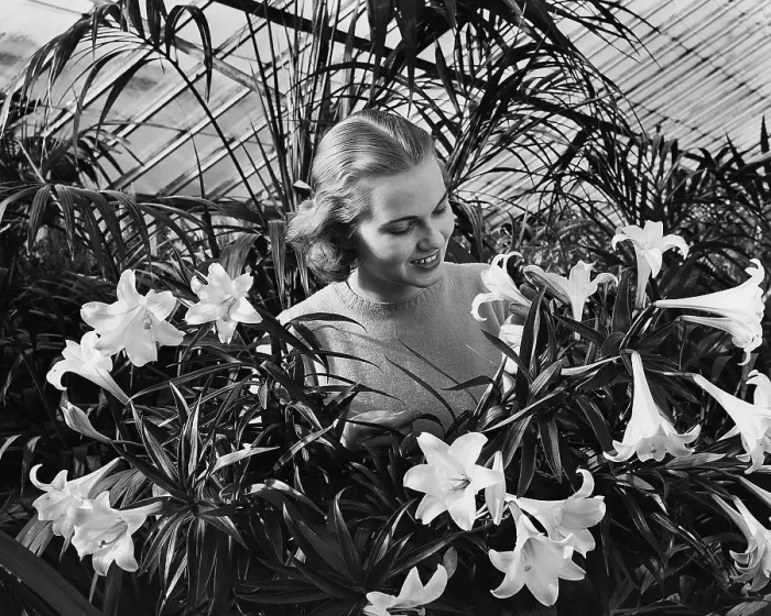Framed Print : Woman Among White Lilies Framed Print : Woman Among White Lilies