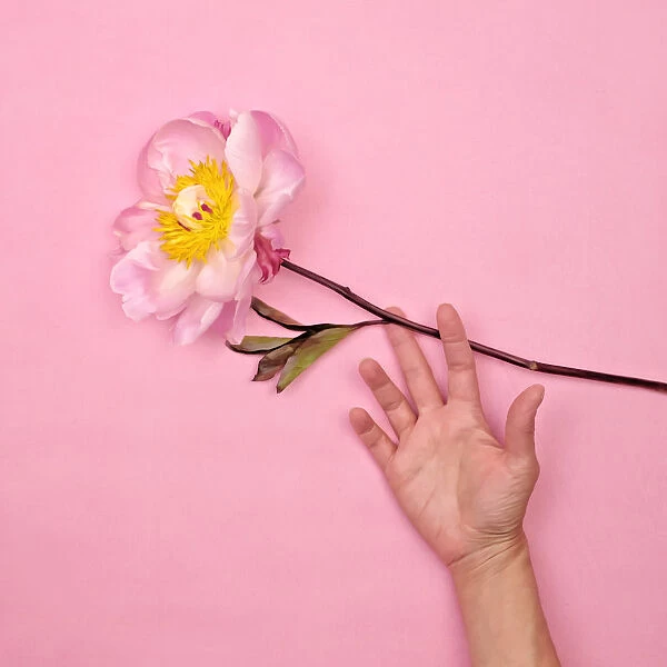 Womans hand with pink peony