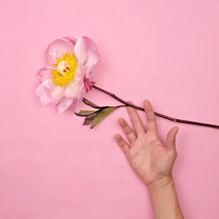 Framed Print : Womans hand with pink peony Framed Print : Womans hand with pink peony