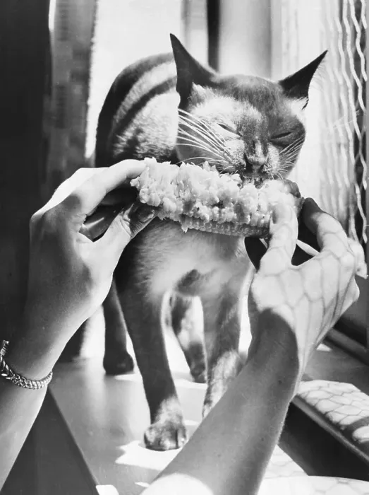 Framed Print : Woman's Hands Feeding Cat a Corn Cob Framed Print : Woman's Hands Feeding Cat a Corn Cob