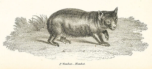 Wombat engraving 1803