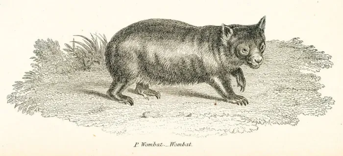 Framed Print : Wombat engraving 1803 Framed Print : Wombat engraving 1803