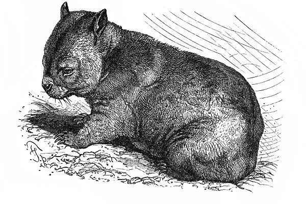 Wombat (Phascolomys fossor)