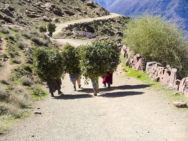Women carrying heavy loads on a path in the Atlas Mountains, in the mud-brick village of Anammer, Ourika Valley, Marrakech-Tensift-Al Haouz, Morocco