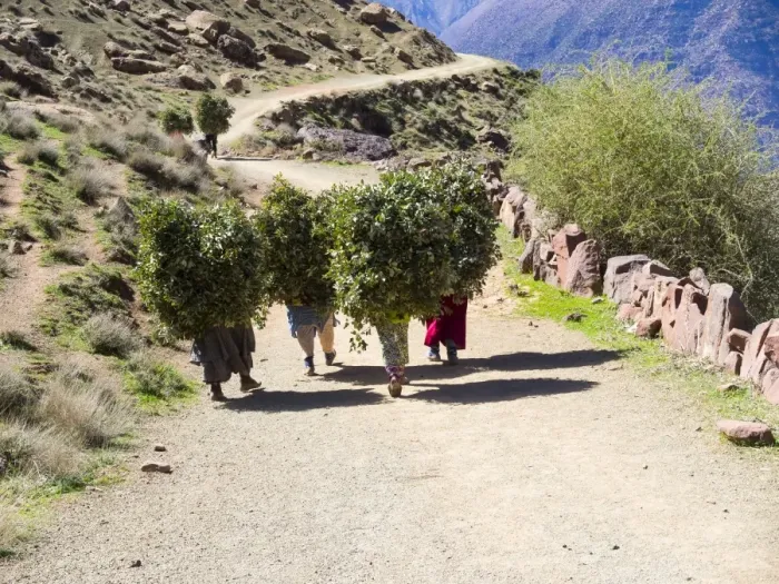 Framed Print : Women carrying heavy loads on a path in the Atlas Mountains, in the mud-brick village of Anammer, Ourika Valley, Marrakech-Tensift-Al Haouz, Morocco Framed Print : Women carrying heavy loads on a path in the Atlas Mountains, in the mud-brick village of Anammer, Ourika Valley, Marrakech-Tensift-Al Haouz, Morocco