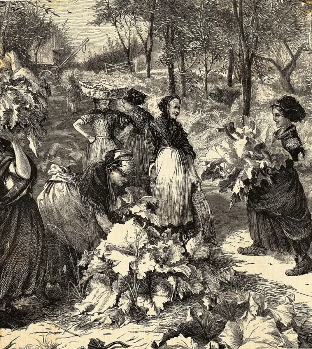 Framed Print : Women Gathering Rhubarb Framed Print : Women Gathering Rhubarb