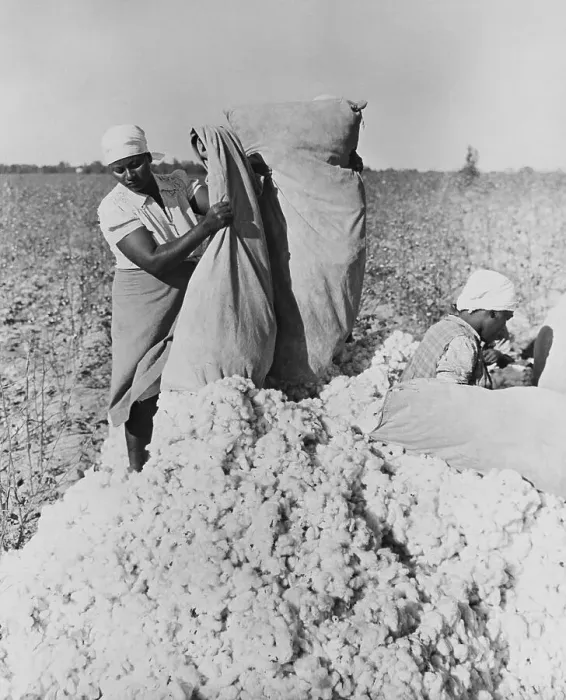 Framed Print : Women Harvesting Cotton Framed Print : Women Harvesting Cotton
