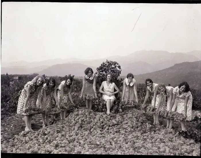 Framed Print : Women Lay Carpet of Grapes Framed Print : Women Lay Carpet of Grapes