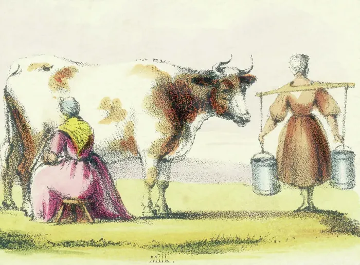 Framed Print : Two Women Milking A Cow Framed Print : Two Women Milking A Cow
