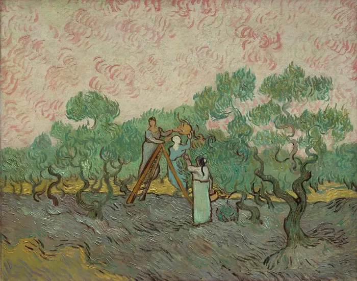 Framed Print : Women Picking Olives Framed Print : Women Picking Olives