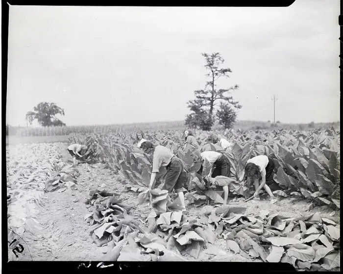 Framed Print : Women Picking Tobacco In Field Framed Print : Women Picking Tobacco In Field