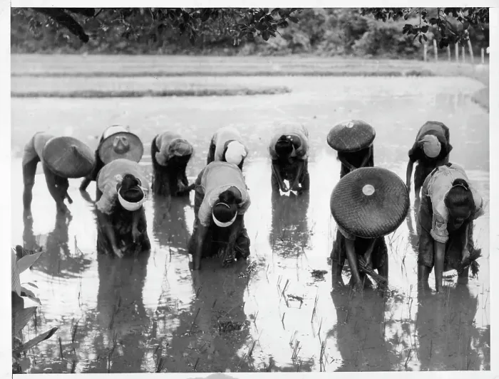 Framed Print : Women Planting Rice in The Philippines Framed Print : Women Planting Rice in The Philippines