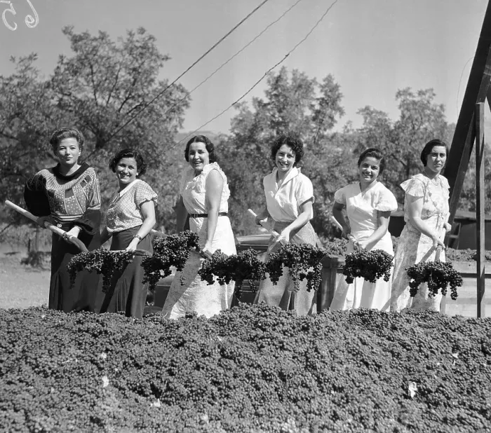Framed Print : Women Shoveling Grapes