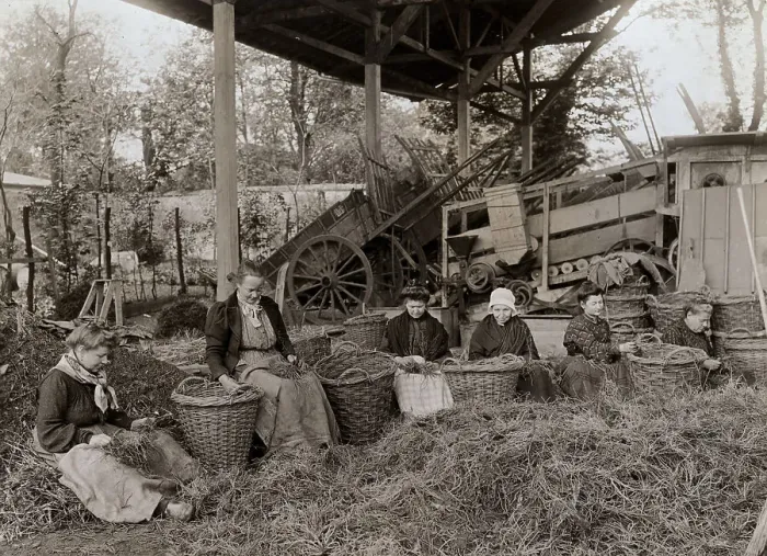 Framed Print : Women Sorting Asparagus
