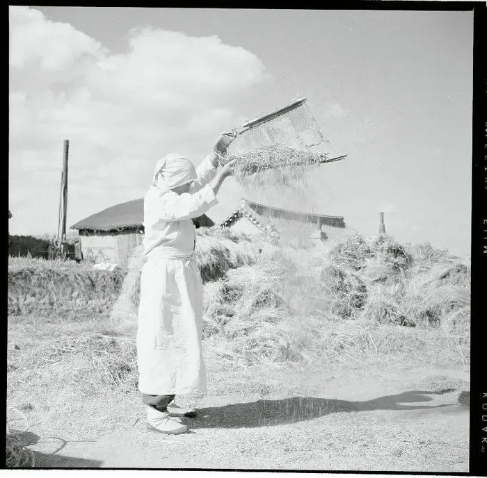 Framed Print : Women Tossing Kernels Into the Air Framed Print : Women Tossing Kernels Into the Air