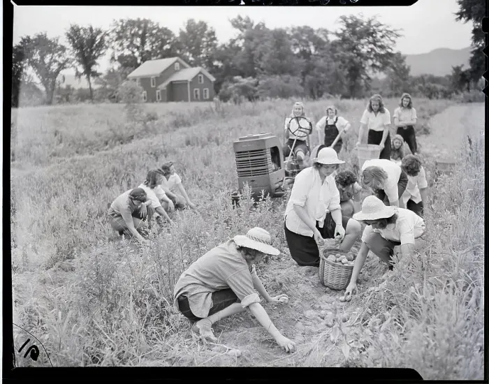 Framed Print : Women Working On Potato Fields Framed Print : Women Working On Potato Fields