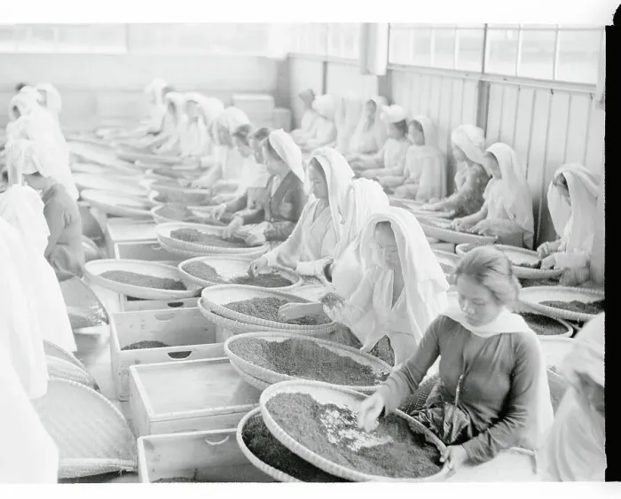 Framed Print : Women Working in Tea Factory Framed Print : Women Working in Tea Factory