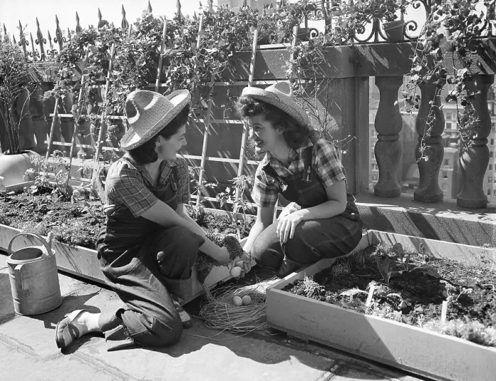 Framed Print : Women Working In Victory Garden Framed Print : Women Working In Victory Garden