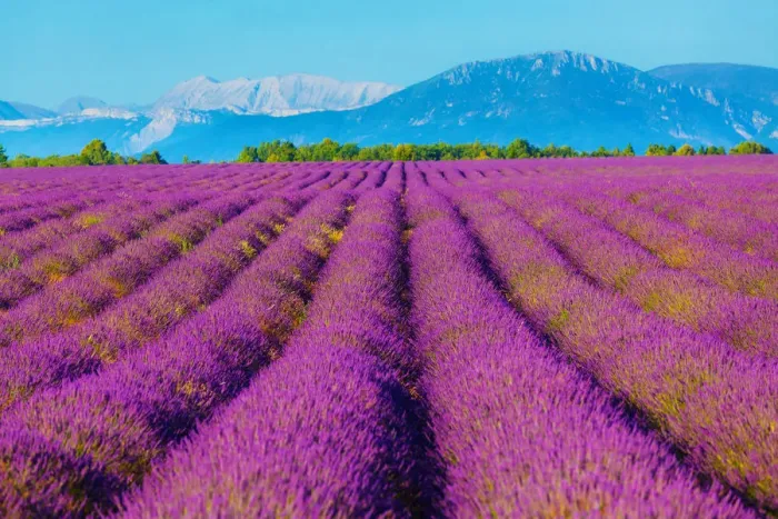 Framed Print : Wondeful lavender fields