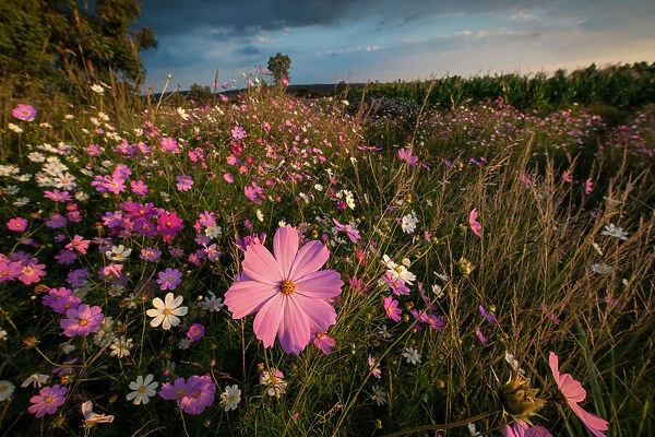 Wonderland of Wildflowers Landscape, Cosmos (Bidens formosa) wildflowers at Sunset, Magaliesburg, Gauteng Province, South Africa