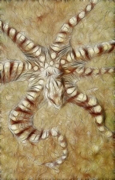 Wonderpus. Mimic octopus on sand bottom. Sulawesi. Lembeh