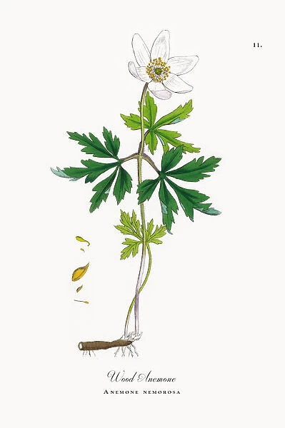 Wood Anemone, Anemone, Anemone nemorosa, Victorian Botanical Illustration, 1863
