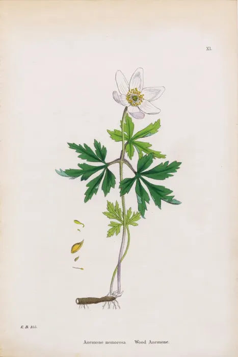Framed Print : Wood Anemone, Anemone, Anemone nemorosa, Victorian Botanical Illustration, 1863 Framed Print : Wood Anemone, Anemone, Anemone nemorosa, Victorian Botanical Illustration, 1863