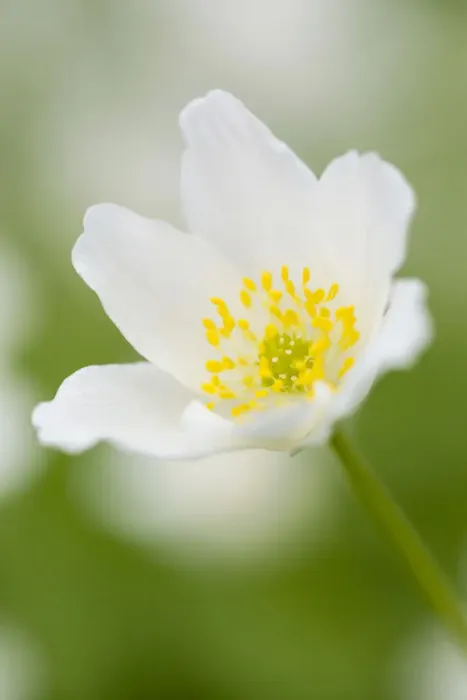 Framed Print : Wood Anemone -Anemone nemorosa-, Hesse, Germany