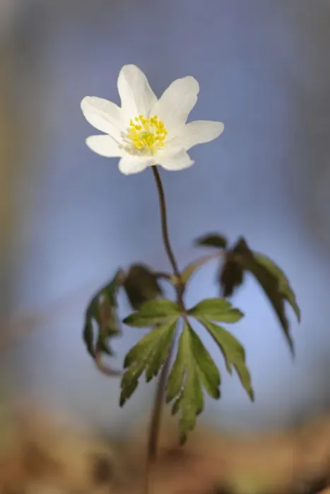 Framed Print : Wood Anemone, windflower or thimbleweed -Anemone nemorosa-, flowering, Hainich National Park, Nationalpark Hainich, Thuringia, Germany Framed Print : Wood Anemone, windflower or thimbleweed -Anemone nemorosa-, flowering, Hainich National Park, Nationalpark Hainich, Thuringia, Germany
