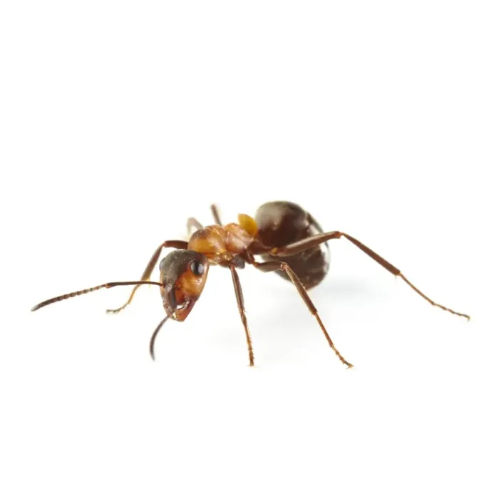 Framed Print : Wood ant (Formica sp.) Framed Print : Wood ant (Formica sp.)