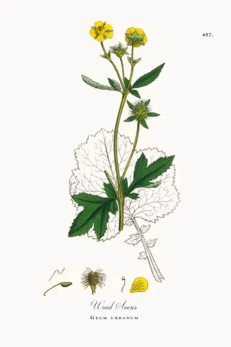 Framed Print : Wood Avens, Geum urbanum, Victorian Botanical Illustration, 1863 Framed Print : Wood Avens, Geum urbanum, Victorian Botanical Illustration, 1863