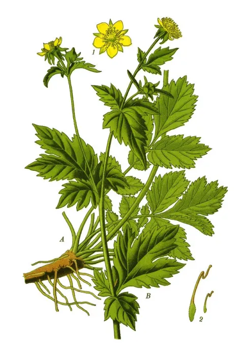 Framed Print : wood avens, herb Bennet, colewort, St. Benedicts herb