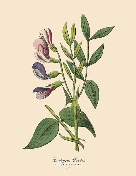 Wood Bitter-vetch, Legumes, Victorian Botanical Illustration