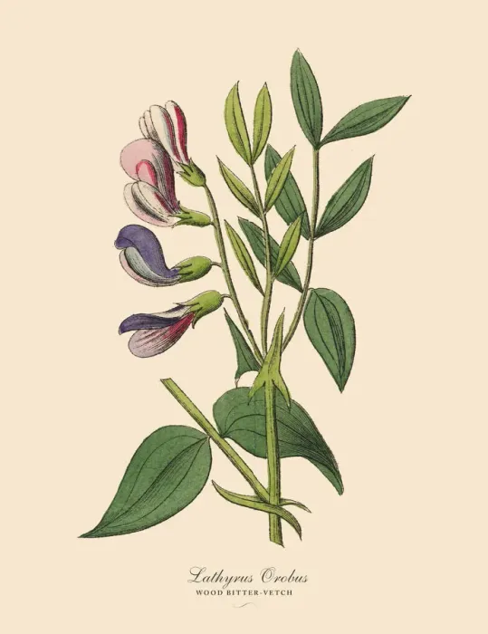 Framed Print : Wood Bitter-vetch, Legumes, Victorian Botanical Illustration Framed Print : Wood Bitter-vetch, Legumes, Victorian Botanical Illustration