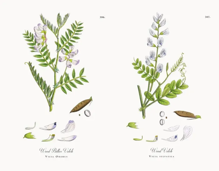 Framed Print : Wood Bitter Vetch, Vicia Orobus, Victorian Botanical Illustration, 1863