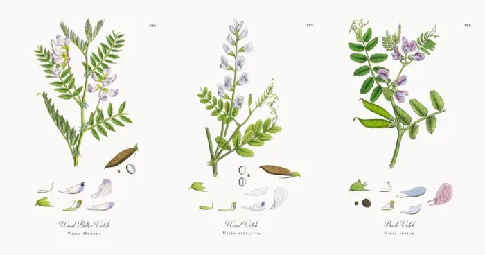 Framed Print : Wood Bitter Vetch, Vicia Orobus, Victorian Botanical Illustration, 1863 Framed Print : Wood Bitter Vetch, Vicia Orobus, Victorian Botanical Illustration, 1863