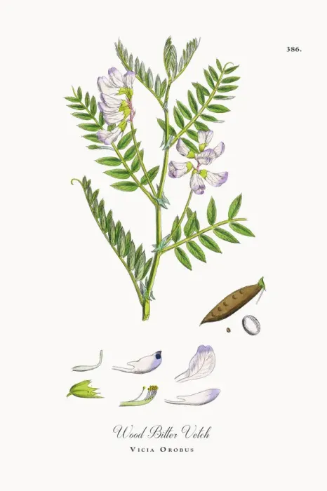 Framed Print : Wood Bitter Vetch, Vicia Orobus, Victorian Botanical Illustration, 1863 Framed Print : Wood Bitter Vetch, Vicia Orobus, Victorian Botanical Illustration, 1863