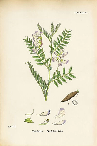 Wood Bitter Vetch, Vicia Orobus, Victorian Botanical Illustration, 1863