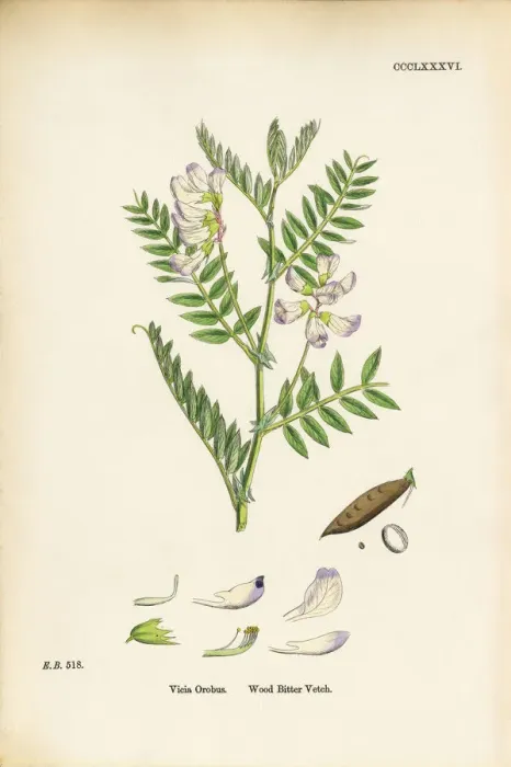 Framed Print : Wood Bitter Vetch, Vicia Orobus, Victorian Botanical Illustration, 1863 Framed Print : Wood Bitter Vetch, Vicia Orobus, Victorian Botanical Illustration, 1863