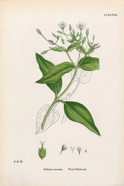 Wood Chickweed, Cerastium Nemorum, Victorian Botanical Illustration, 1863